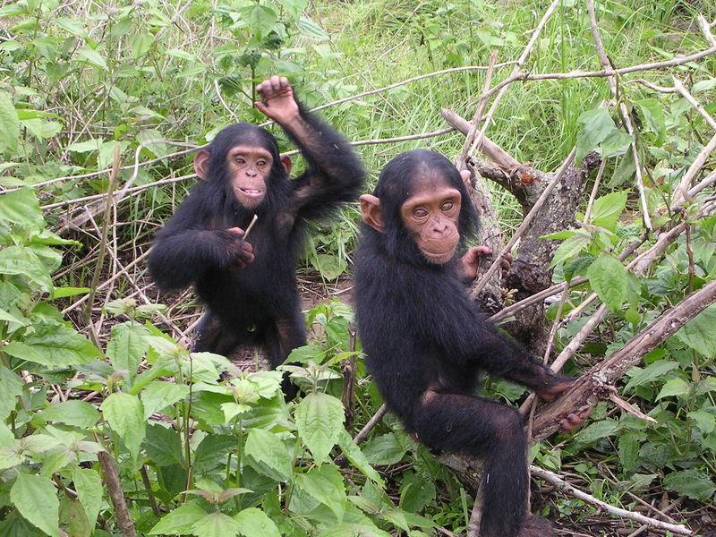 Junge Schimpansen (c) Delphine Bruyere